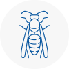 Cowes Wasp Nest Removal